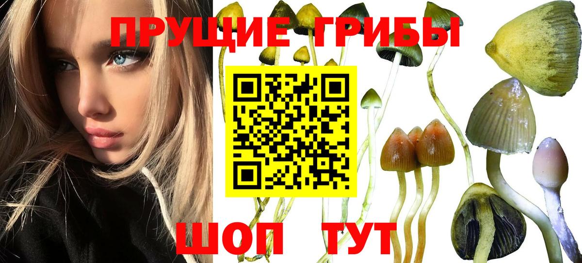 Новый Уренгой  даркнет сайт  Галлюциногенные грибы ЛСД  Вход с VPN  Псилоцибиновые грибы Psilocybe 